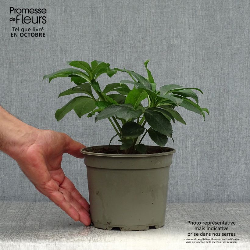 Exemplaar van Helleborus Picotee - Lenteroos Pot van 2 l/3 l zoals geleverd in de herfst