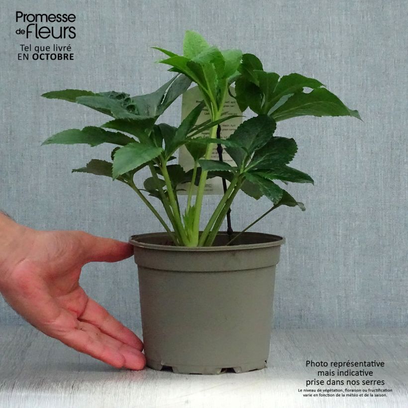 Exemplaar van Helleborus Pink Green Centre - Lenteroos roze met groen hart Pot van 2 l/3 l zoals geleverd in de herfst
