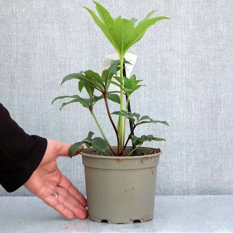 Exemplaar van Helleborus Pink Green Centre - Lenteroos roze met groen hart Pot van 2 l/3 l zoals geleverd in de lente