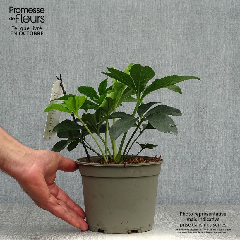 Exemplaar van Helleborus Pink Spotted - Lenteroos Pot van 2 l/3 l zoals geleverd in de herfst