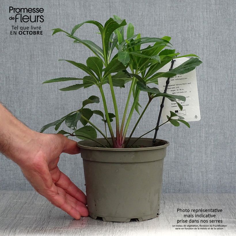 Exemplaar van Helleborus Pink - Lenteroos roze Pot van 2 l/3 l zoals geleverd in de herfst