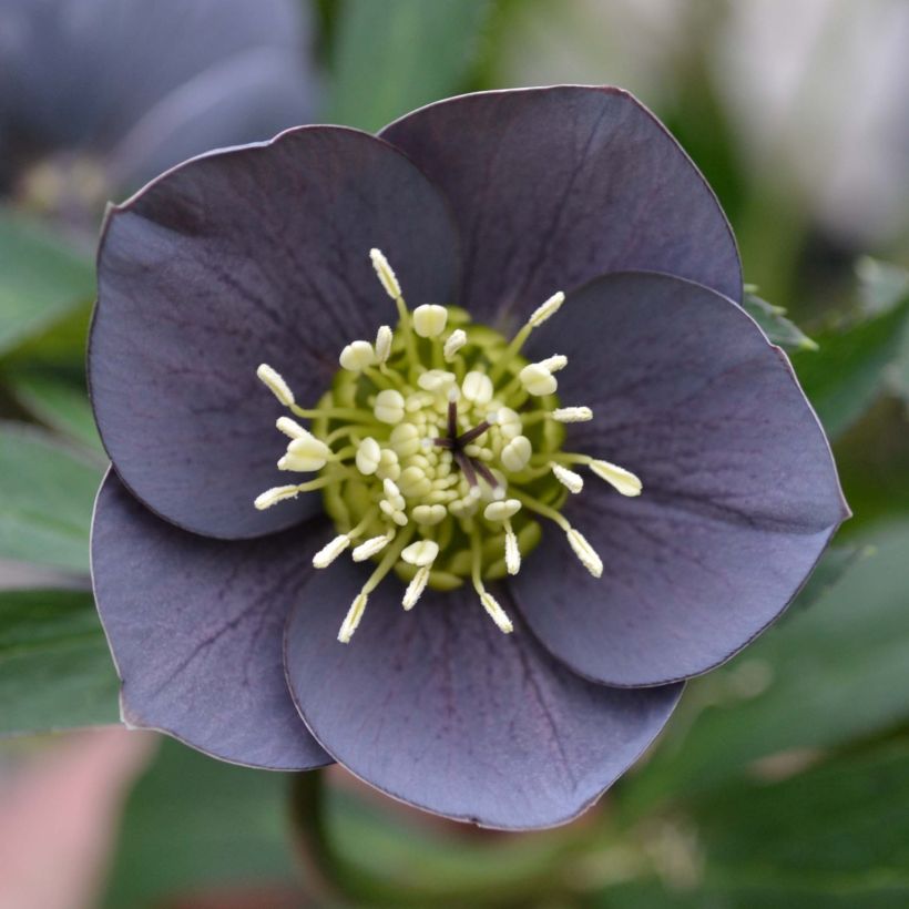 Helleborus Slaty Blue - Lenteroos (Bloei)