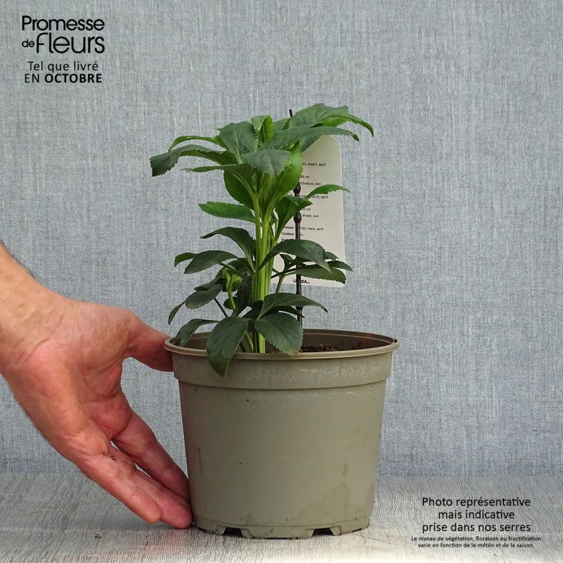 Exemplaar van Hellébore orientale Slaty Blue Pot de 2L/3L zoals geleverd in de herfst