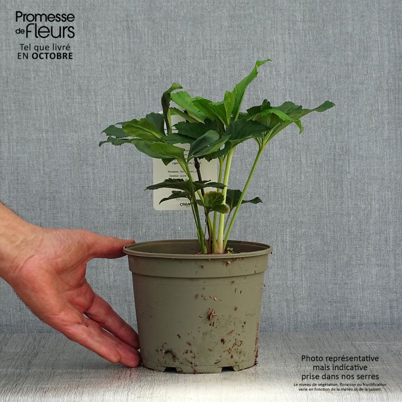 Exemplaar van Helleborus - lenteroos Pot van 2 l/3 l zoals geleverd in de herfst