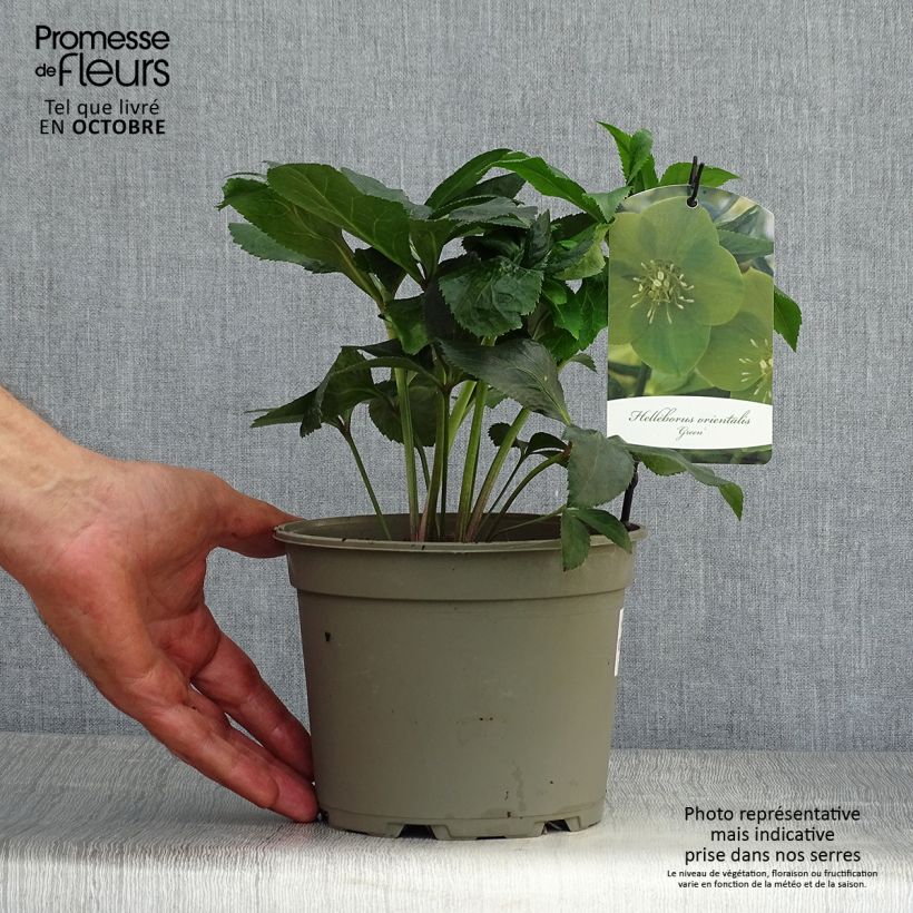 Exemplaar van Helleborus Green - Lenteroos groen Pot van 2 l/3 l zoals geleverd in de herfst