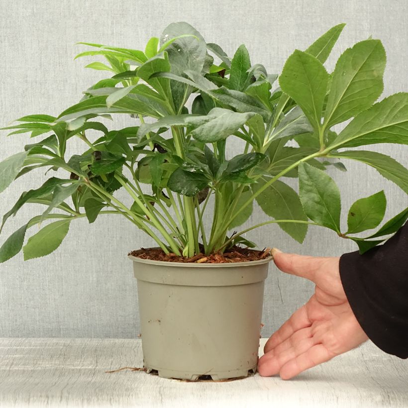 Exemplaar van Hellébore orientale ViV Alessandra Pot de 2L/3L zoals geleverd in de herfst