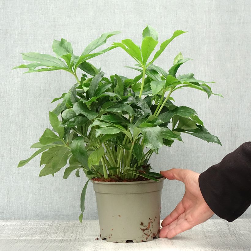 Exemplaar van Hellébore orientale ViV Alessia Pot de 2L/3L zoals geleverd in de herfst