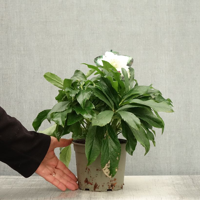 Exemplaar van Hellébore orientale ViV Amalia Pot de 2L/3L zoals geleverd in de herfst