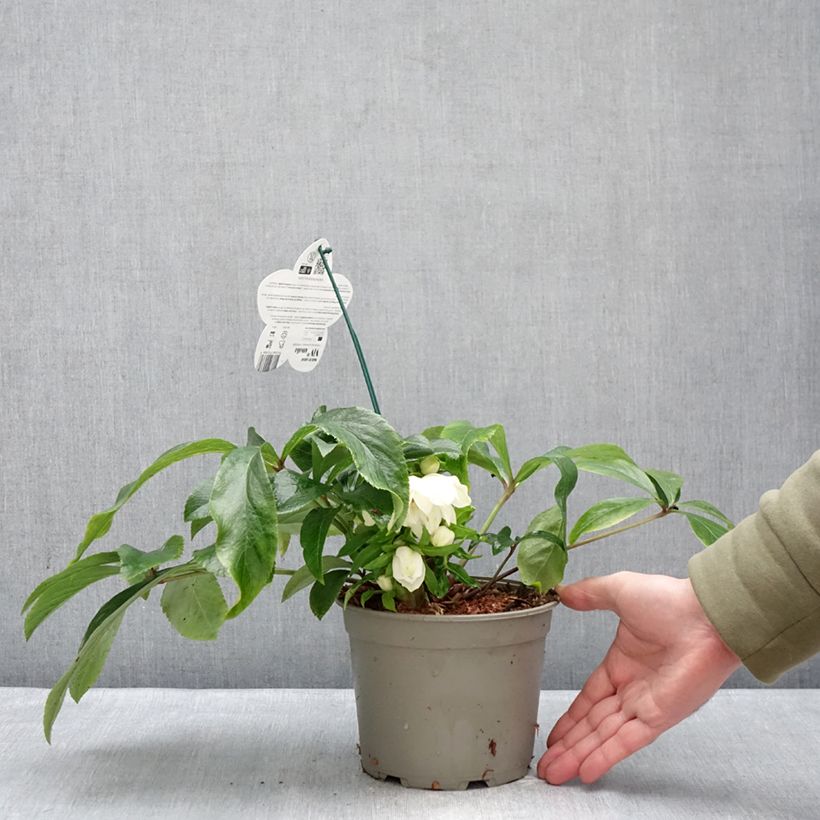 Exemplaar van Helleborus ViV Amalia - Lenteroos Pot van 2 l/3 l zoals geleverd in de winter
