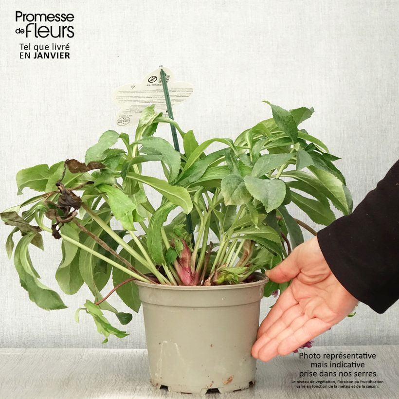 Exemplaar van Helleborus ViV Ariana - Lenteroos Pot van 2 l/3 l zoals geleverd in de winter