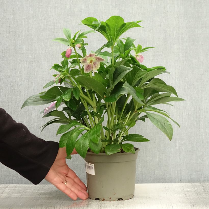 Exemplaar van Helleborus iV Batista - lenteroos Pot van 2 l/3 l zoals geleverd in de herfst