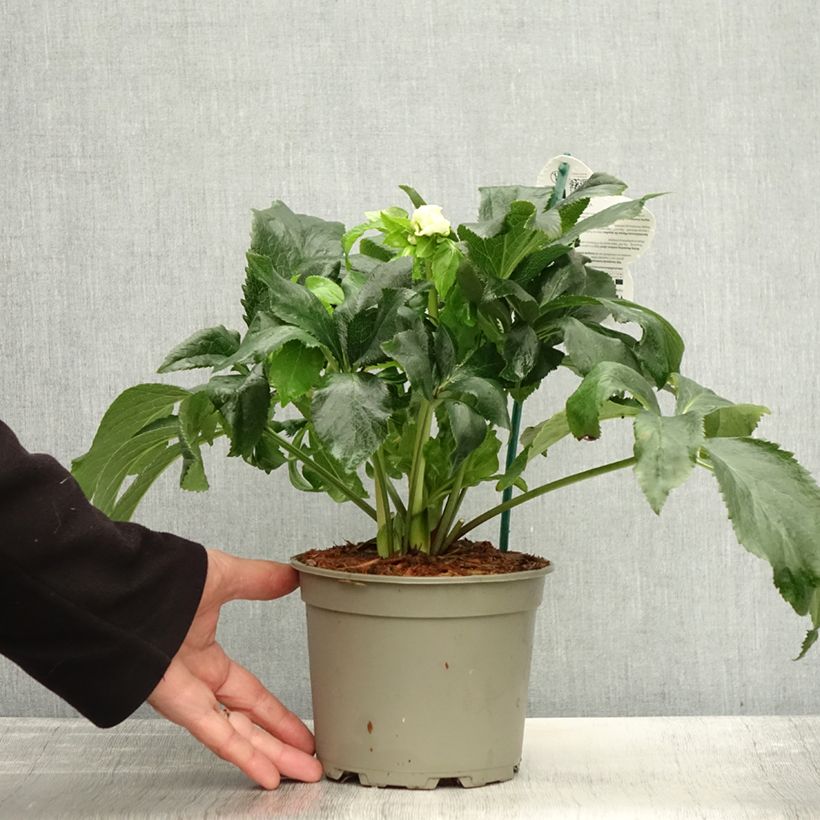 Exemplaar van Helleborus ViV Benedetta - Lenteroos Pot van 2 l/3 l zoals geleverd in de herfst