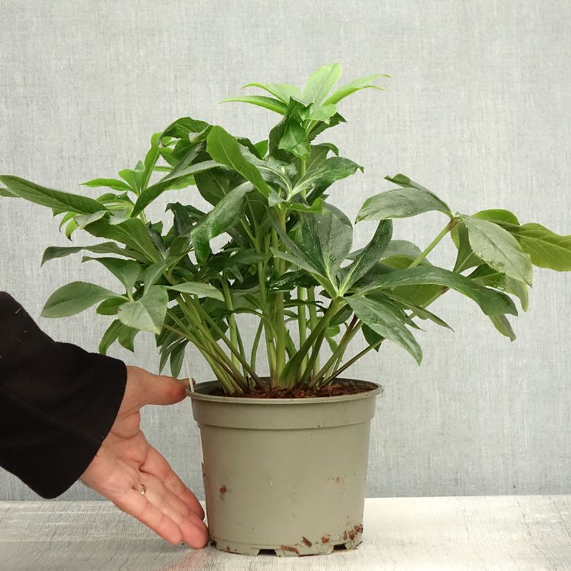 Exemplaar van Hellébore orientale ViV Carlotta Pot de 2L/3L zoals geleverd in de herfst