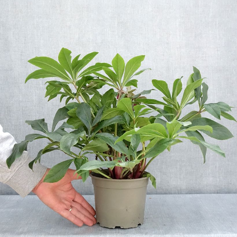 Exemplaar van Helleborus ViV Carlotta - lenteroos Pot van 2 l/3 l zoals geleverd in de lente