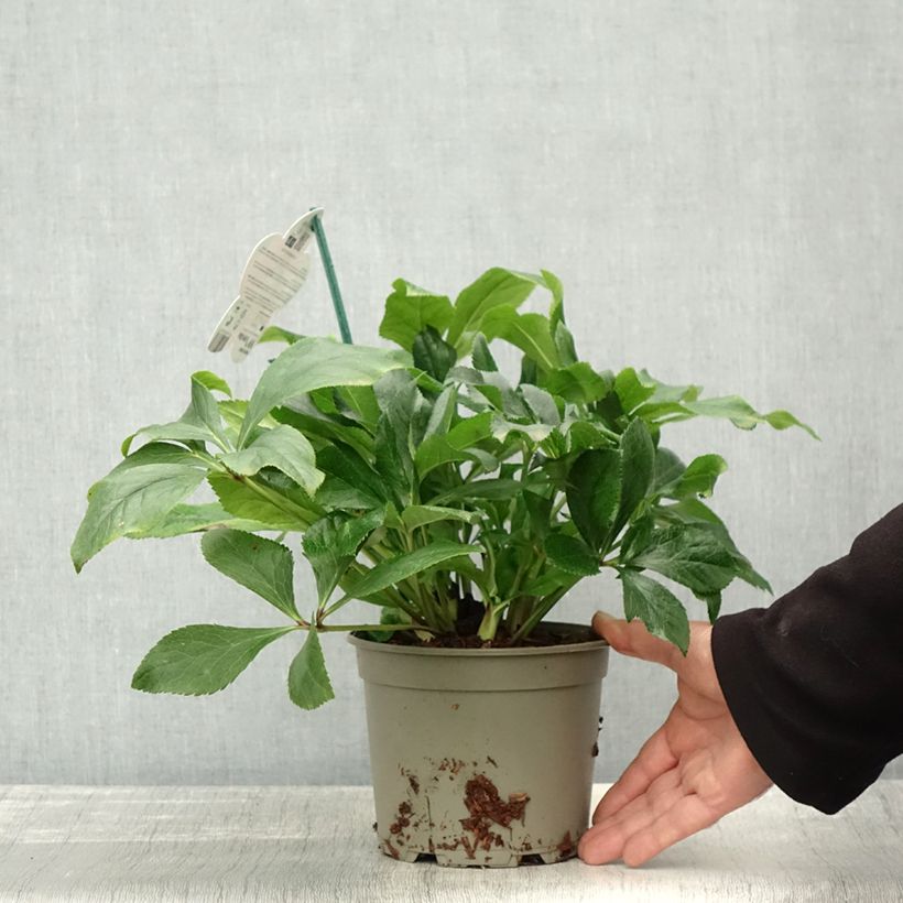 Exemplaar van Hellébore orientale ViV Celestina Pot de 2L/3L zoals geleverd in de herfst