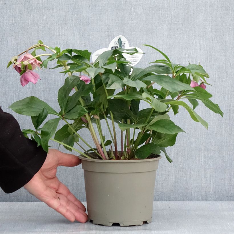Exemplaar van Helleborus ViV Celestina - Lenteroos Pot van 2 l/3 l zoals geleverd in de winter