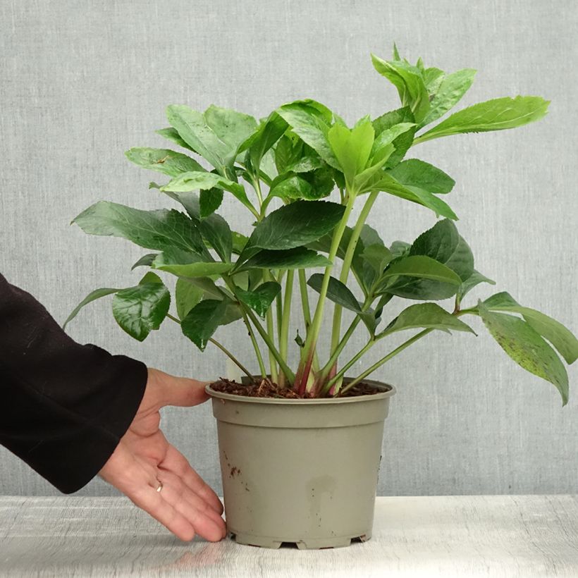 Exemplaar van Hellébore orientale ViV Cinzia Pot de 2L/3L zoals geleverd in de herfst