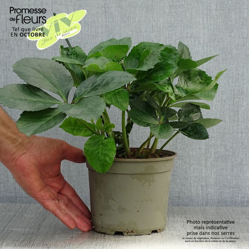 Exemplaar van Hellebore orientale ViV Diana Pot de 2L/3L zoals geleverd in de herfst
