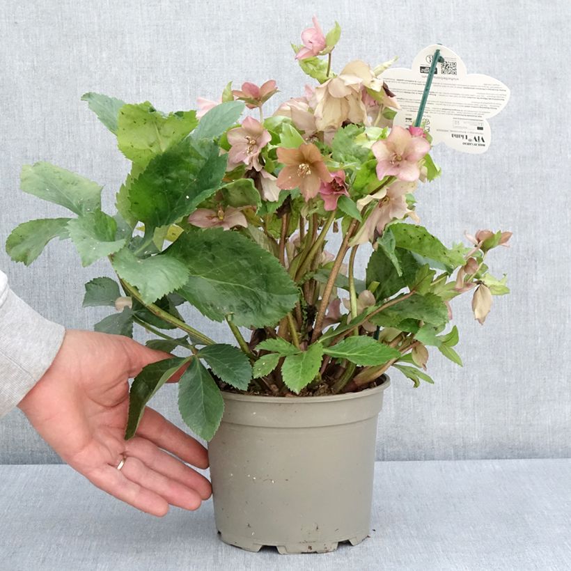 Exemplaar van Helleborus ViV Diana BIO - Lenteroos Pot van 2 l/3 l zoals geleverd in de lente