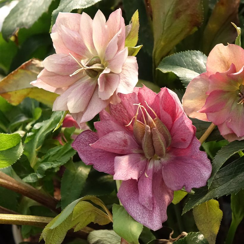 Helleborus ViV Elena - lenteroos (Blad)