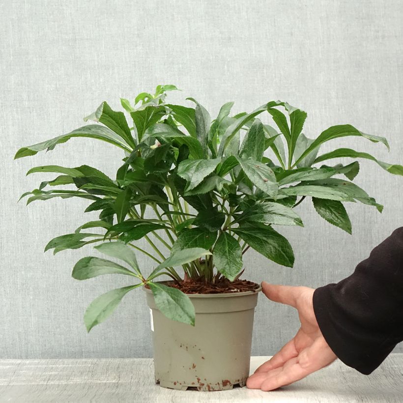 Exemplaar van Helleborus ViV Eleonora - Lenteroos Pot van 2 l/3 l zoals geleverd in de herfst