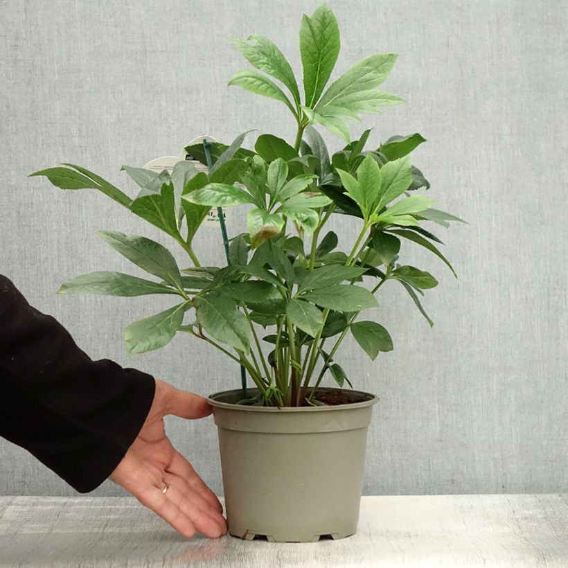 Exemplaar van Hellébore orientale ViV Eloisa Pot de 2L/3L zoals geleverd in de herfst