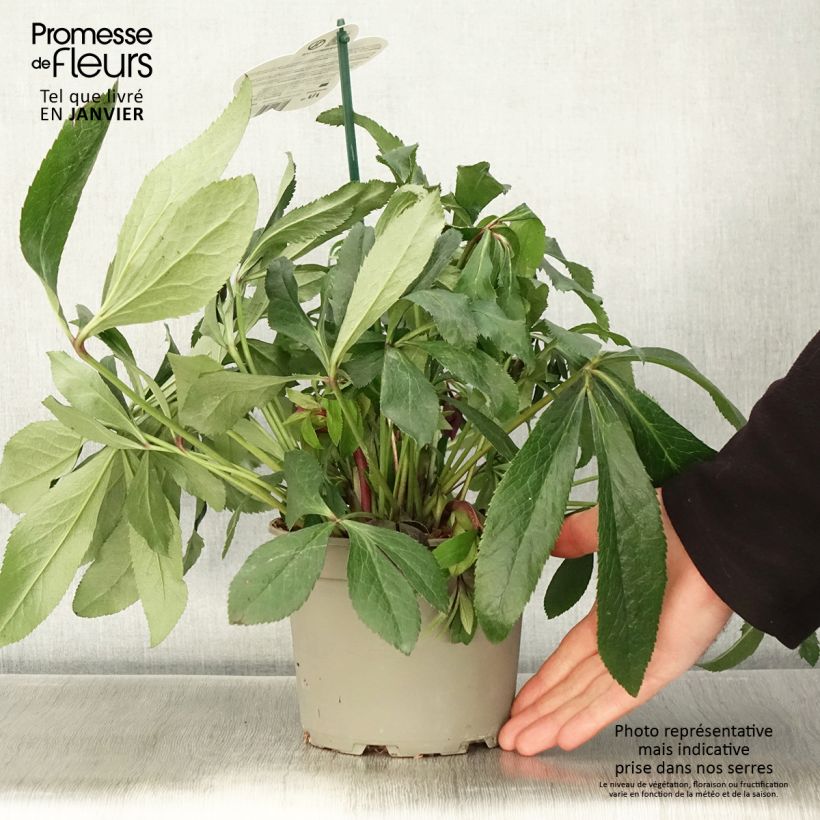 Exemplaar van Helleborus ViV Elsa - lenteroos Pot van 2 l/3 l zoals geleverd in de winter
