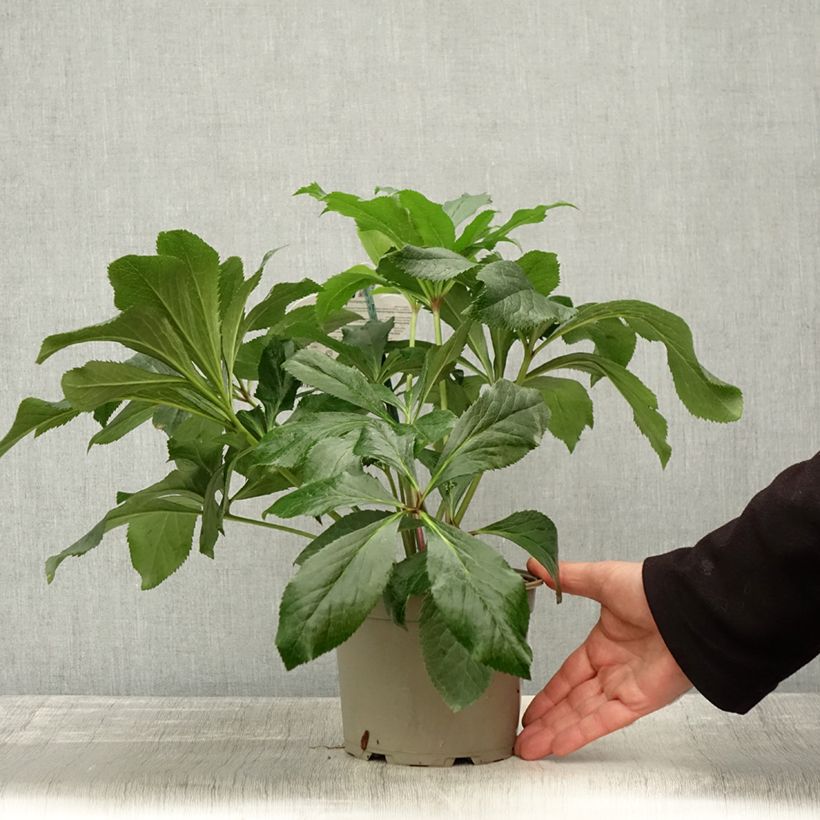 Exemplaar van Helleborus ViV Fiorentina - Lenteroos Pot van 2 l/3 l zoals geleverd in de herfst