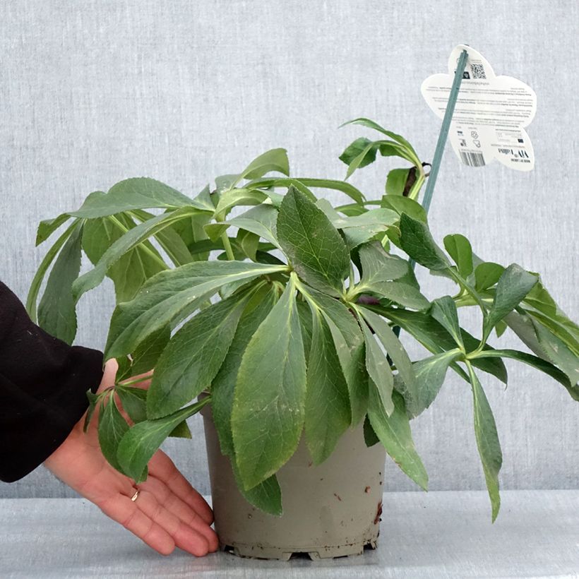Example of Hellébore orientale ViV Halina Pot van 2 l/3 l as you get in hiver