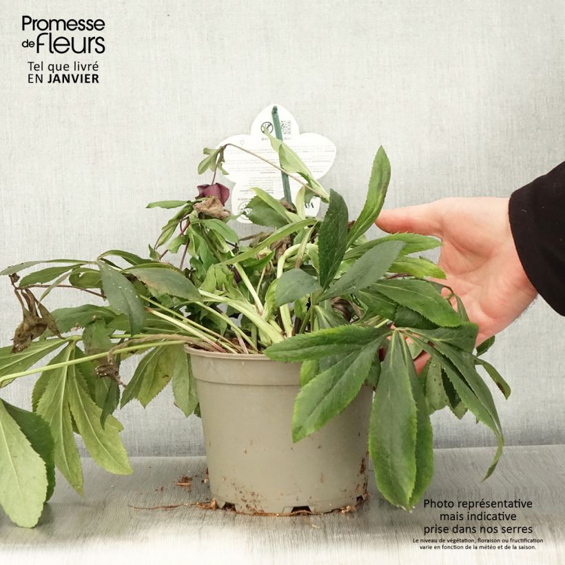 Exemplaar van Helleborus ViV Liliana - Lenteroos Pot van 2 l/3 l zoals geleverd in de winter