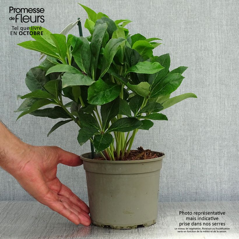 Exemplaar van Hellebore orientale ViV Luisa - Helleborus orientalis  Pot de 2L/3L zoals geleverd in de herfst