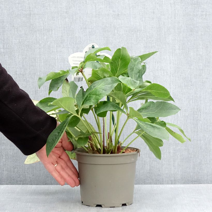 Exemplaar van Helleborus Luisa - Lenteroos Pot van 2 l/3 l zoals geleverd in de lente