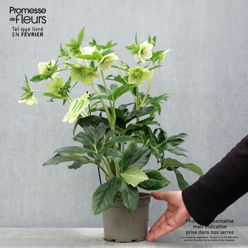 Exemplaar van Helleborus ViV Maeva - Lenteroos Pot van 2 l/3 l zoals geleverd in de winter