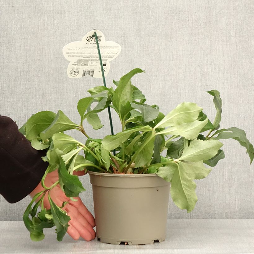 Exemplaar van Helleborus ViV Micaela - lenteroos Pot van 2 l/3 l zoals geleverd in de winter