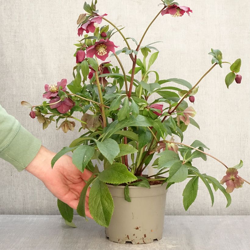 Exemplaar van Helleborus ViV Milana - Lenteroos Pot van 2 l/3 l zoals geleverd in de winter