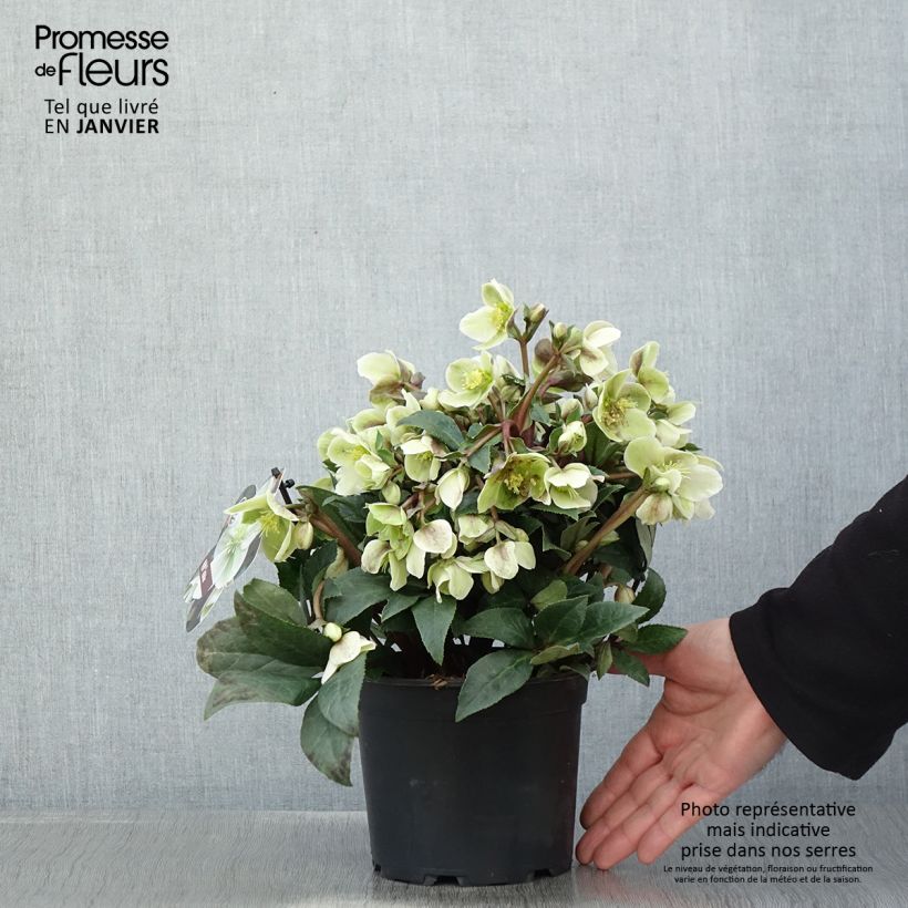Exemplaar van Hellébore oriental ViV Olivia Pot de 1L/1,5L zoals geleverd in de winter