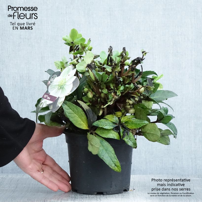 Exemplaar van Helleborus ViV Olivia - Lenteroos Pot van 1 l/1,5 l zoals geleverd in de lente