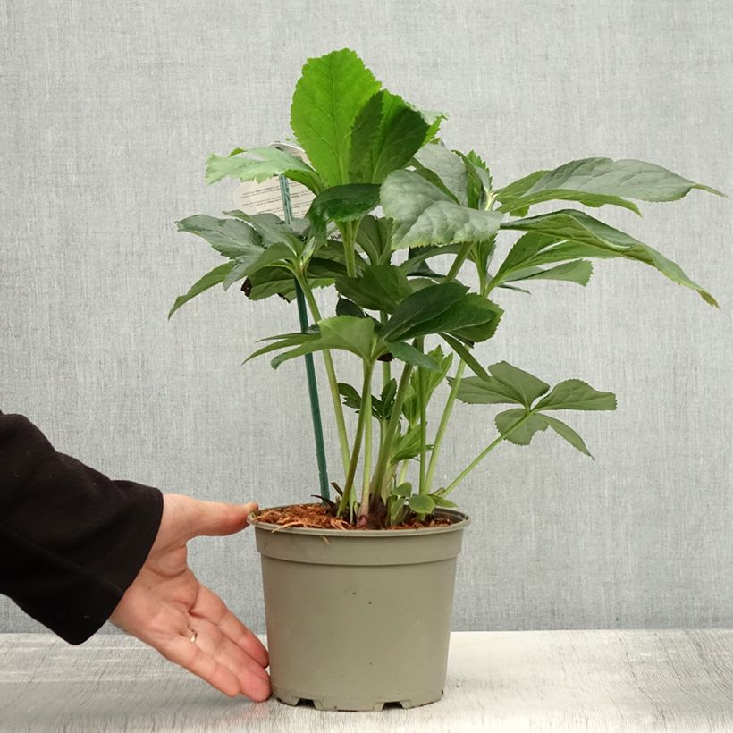 Exemplaar van Helleborus ViV Patrizia - Lenteroos Pot van 2 l/3 l zoals geleverd in de herfst
