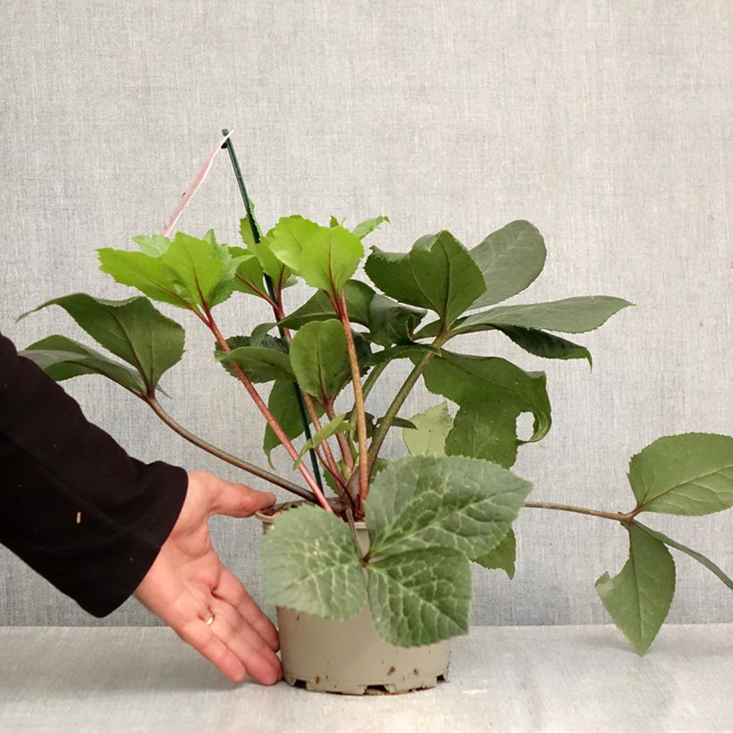 Exemplaar van Helleborus ViV Scarletta - Lenteroos Pot van 2 l/3 l zoals geleverd in de herfst