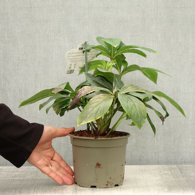 Exemplaar van Hellébore orientale ViV Serafina Pot de 2L/3L zoals geleverd in de herfst