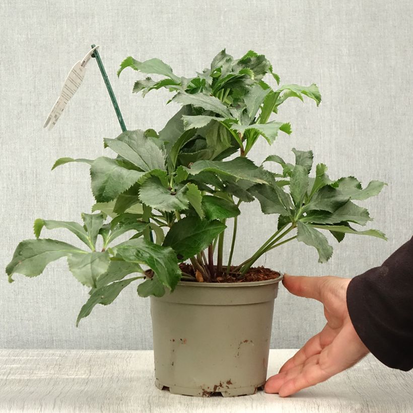 Exemplaar van Helleborus ViV Stefania - Lenteroos Pot van 2 l/3 l zoals geleverd in de herfst