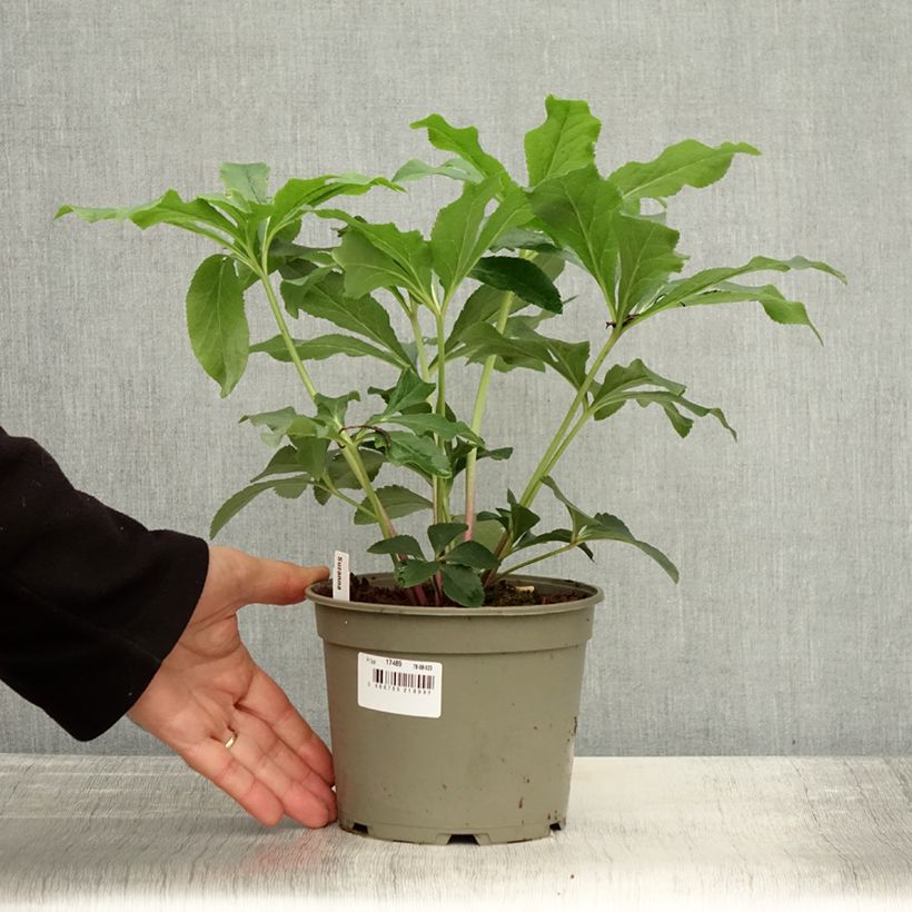 Exemplaar van Hellébore orientale ViV Suzanna Pot de 2L/3L zoals geleverd in de herfst