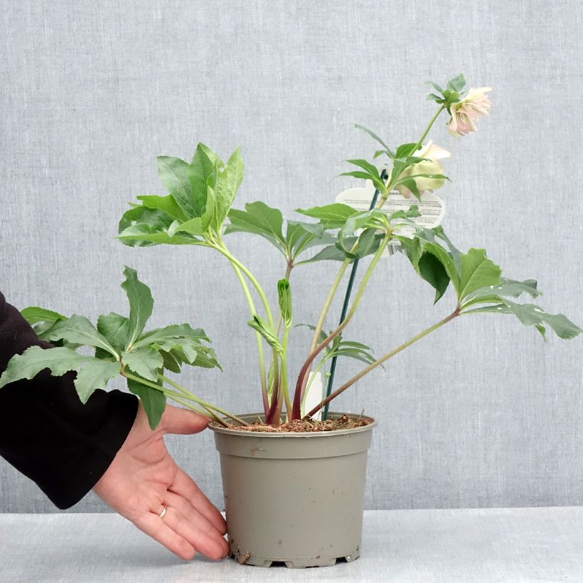 Exemplaar van Helleborus ViV Suzanna - Lenteroos Pot van 2 l/3 l zoals geleverd in de lente