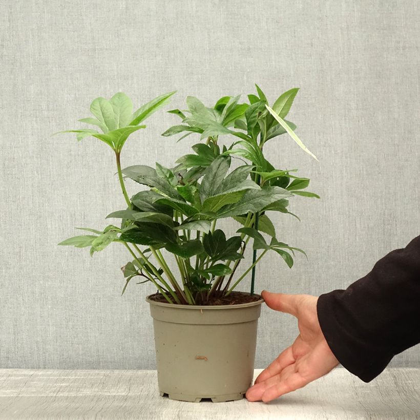 Exemplaar van Hellébore orientale ViV Teodora Pot de 2L/3L zoals geleverd in de herfst