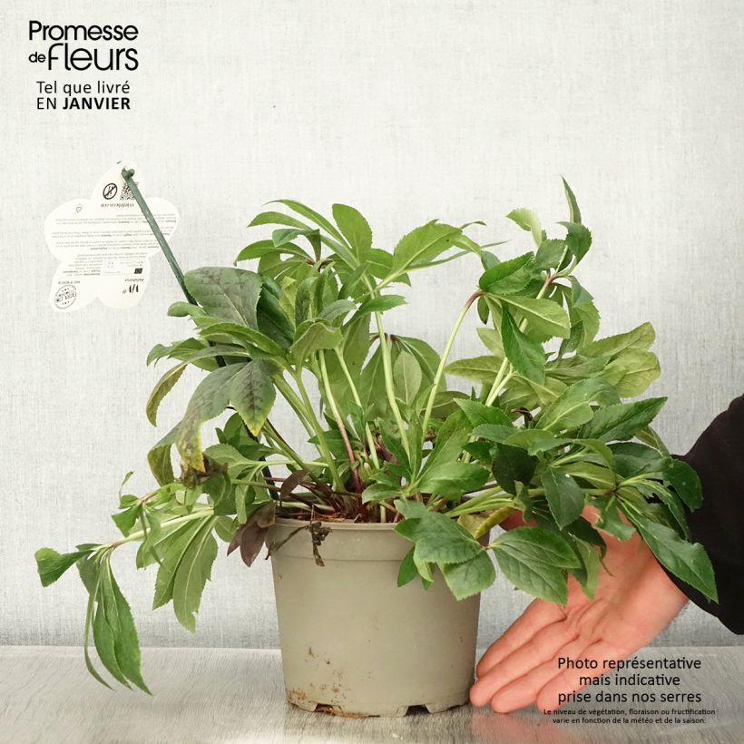 Example of Hellébore orientale ViV Teodora Pot van 2 l/3 l as you get in hiver