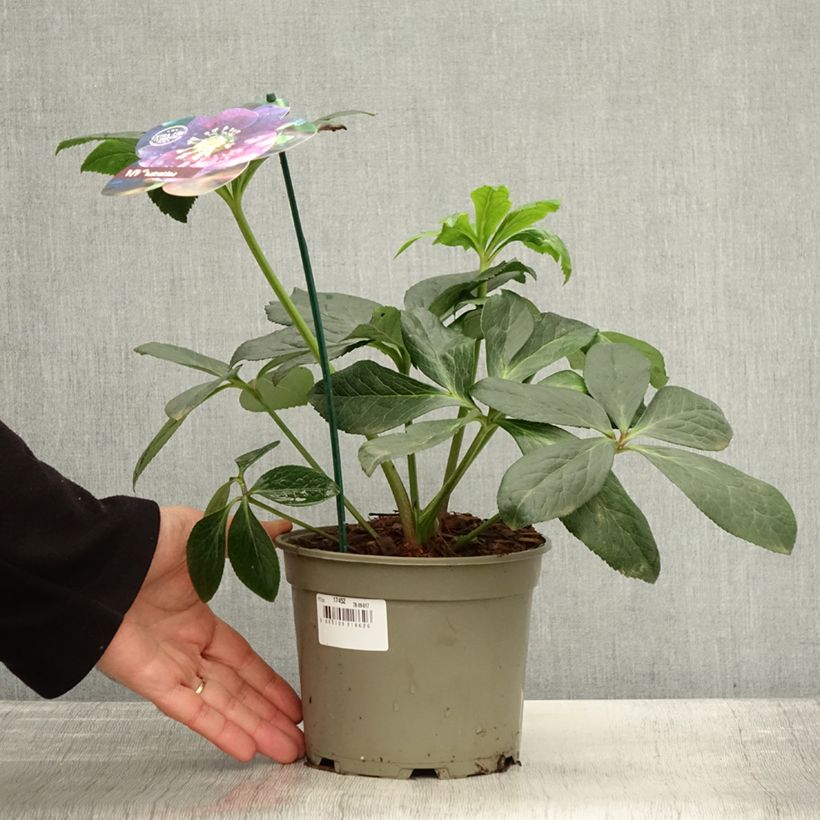Exemplaar van Hellébore orientale ViV Valentina Pot de 2L/3L zoals geleverd in de herfst