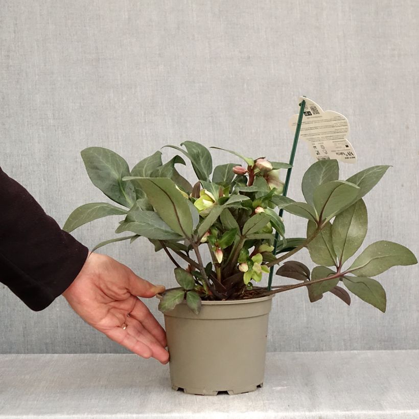 Exemplaar van Helleborus ViV Valeria - Lenteroos Pot van 2 l/3 l zoals geleverd in de herfst