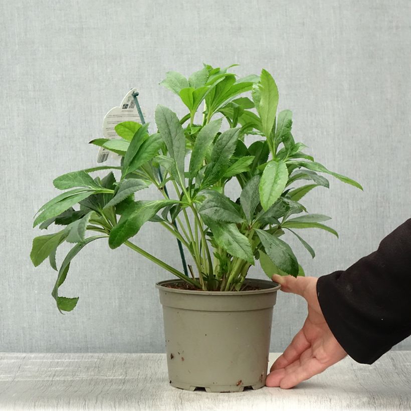 Exemplaar van Helleborus BIO ViV Victoria - Lenteroos Pot van 2 l/3 l zoals geleverd in de herfst