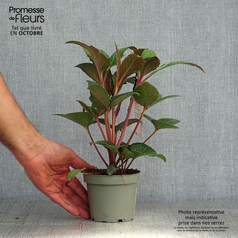Exemplaar van Helleborus sternii Flame - Kerstroos Pot van 12 cm / 13 cm zoals geleverd in de herfst