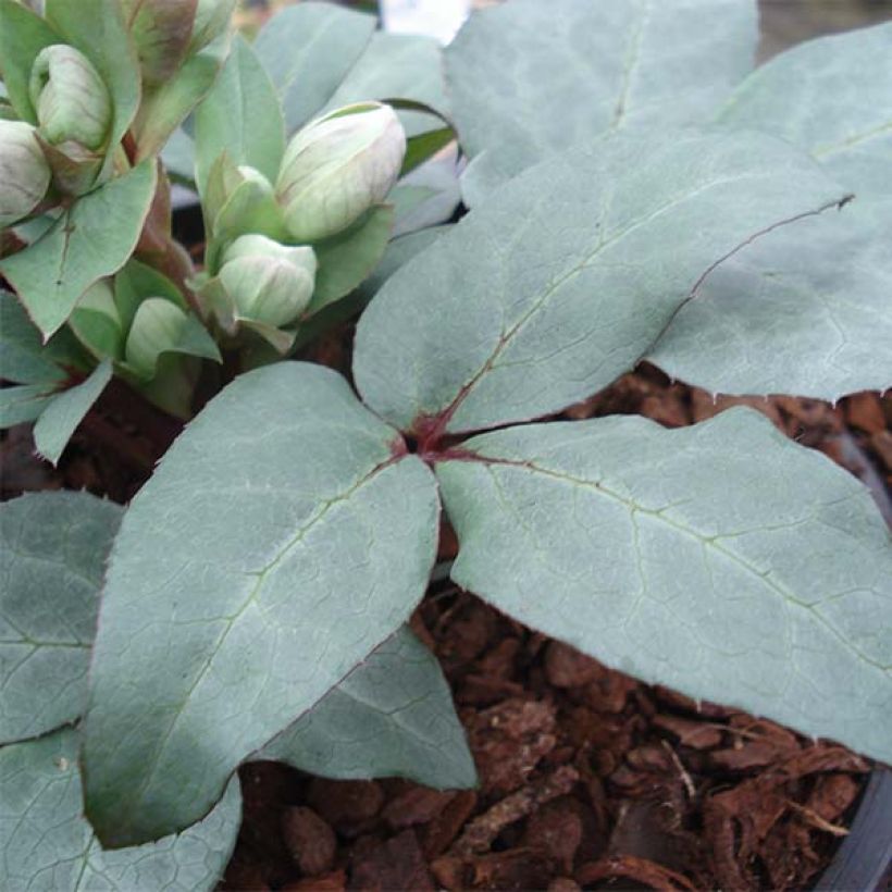 Helleborus sternii Grey Star - Kerstroos (Blad)